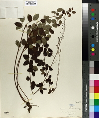 Desmodium marilandicum image