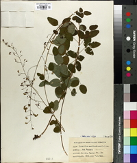 Desmodium marilandicum image