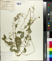 Desmodium neomexicanum image