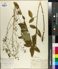 Desmodium rigidum image