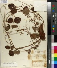 Desmodium rotundifolium image