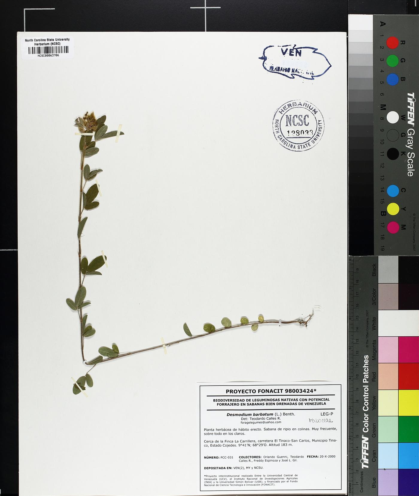 Desmodium barbatum image