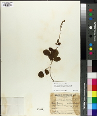 Desmodium incanum image