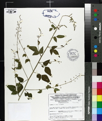 Desmodium tortuosum image