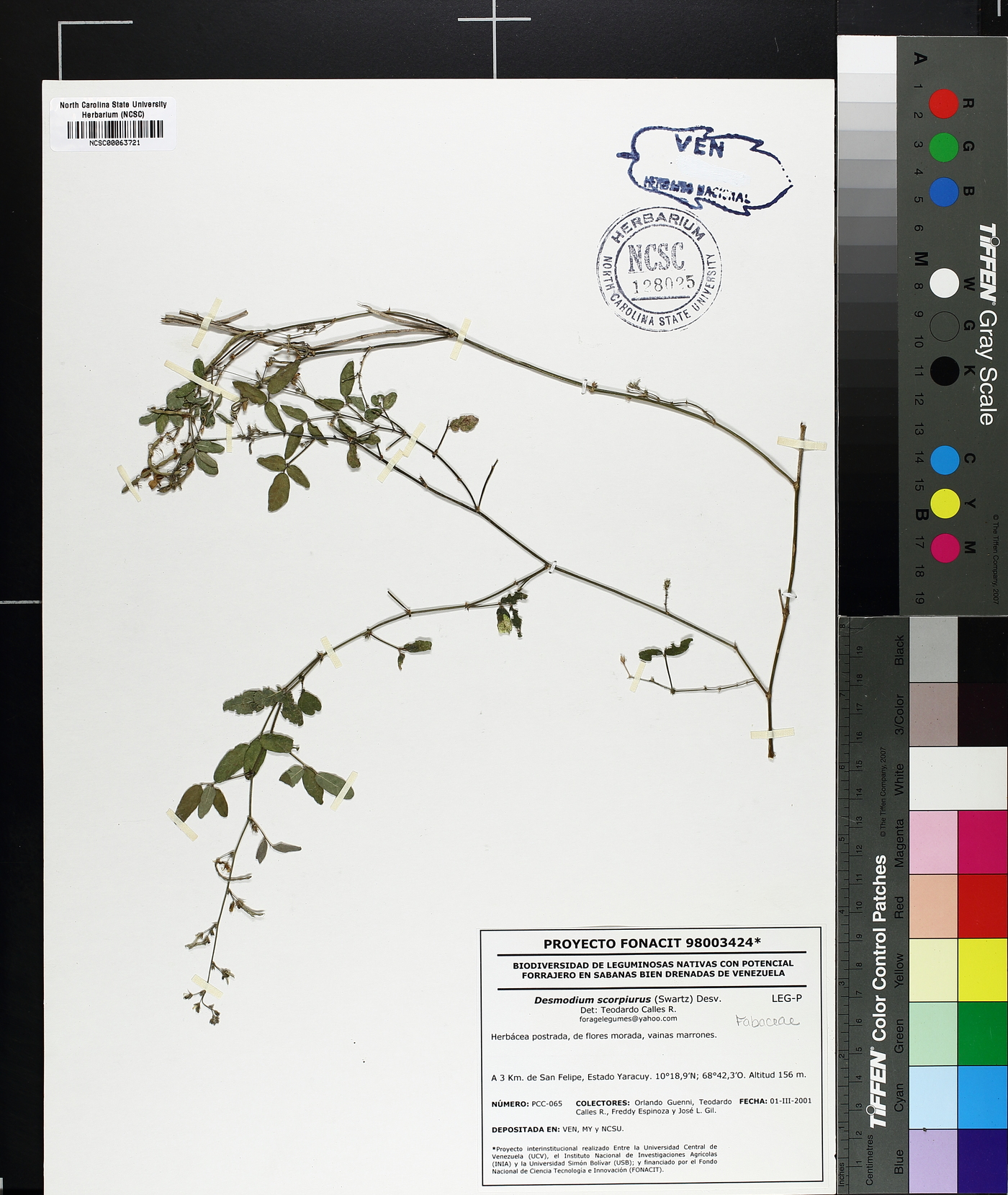 Desmodium scorpiurus image