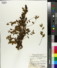 Gleditsia amorphoides image