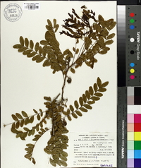 Gleditsia amorphoides image