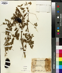 Gleditsia amorphoides image