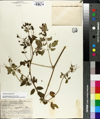 Thalictrum amphibolum image