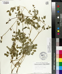 Thalictrum amphibolum image