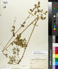 Thalictrum amphibolum image