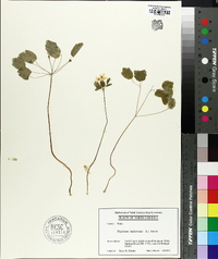 Thalictrum thalictroides image