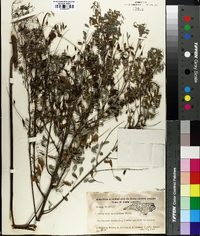 Indigofera caroliniana image