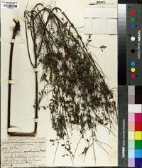 Indigofera caroliniana image