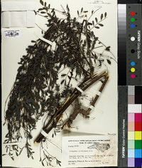 Indigofera caroliniana image