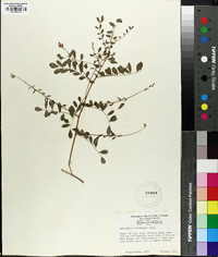 Indigofera caroliniana image