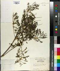Indigofera caroliniana image