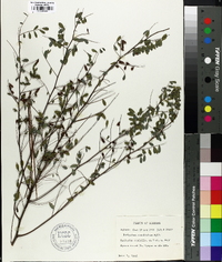 Indigofera caroliniana image