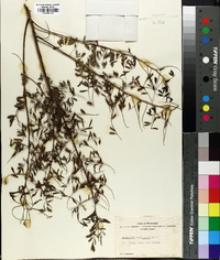 Indigofera caroliniana image
