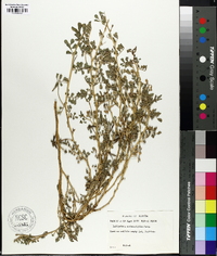 Indigofera endecaphylla image