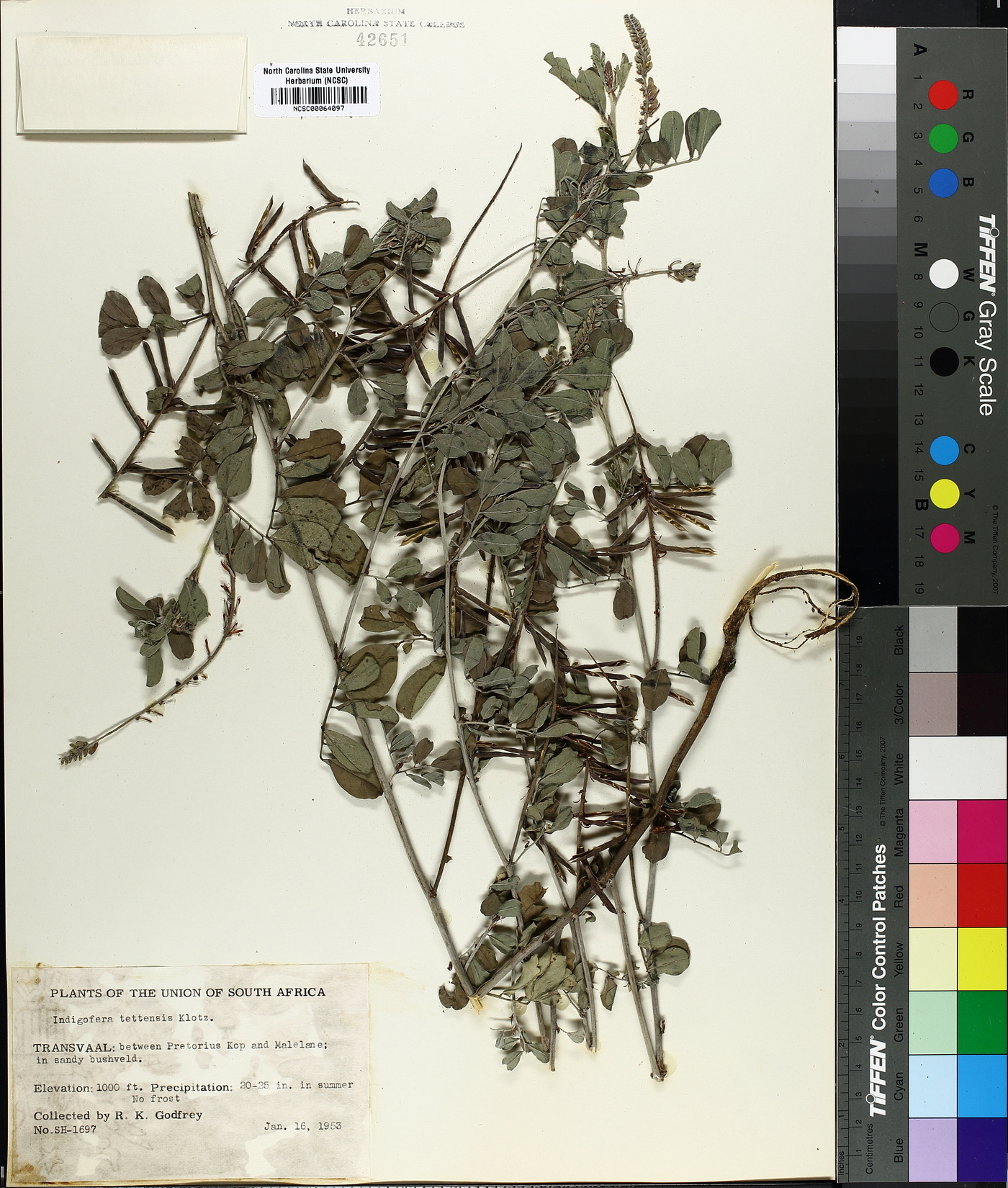 Indigofera tettensis image