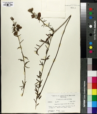 Lespedeza angustifolia image