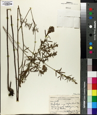 Lespedeza angustifolia image