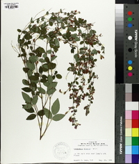 Lespedeza bicolor image