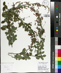 Lespedeza bicolor image