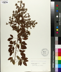 Lespedeza bicolor image