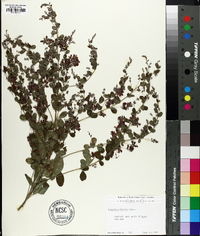 Lespedeza bicolor image