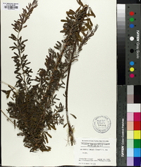 Lespedeza cuneata image