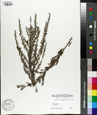 Lespedeza cuneata image