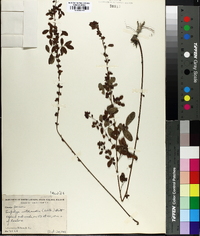 Lespedeza violacea image