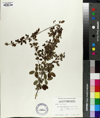 Lespedeza violacea image