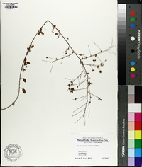 Lespedeza procumbens image