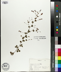 Lespedeza procumbens image