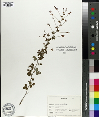 Lespedeza procumbens image