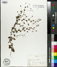 Lespedeza procumbens image