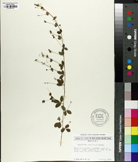 Lespedeza procumbens image