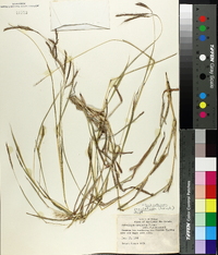 Dichanthium annulatum image