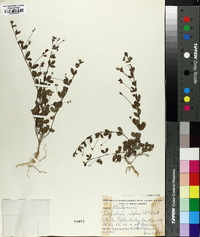 Lespedeza repens image