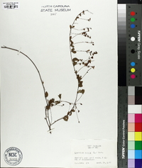 Lespedeza repens image