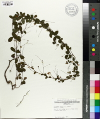 Lespedeza repens image