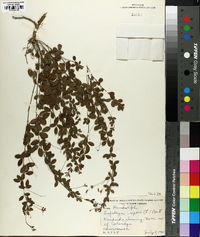 Lespedeza repens image