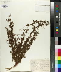 Lespedeza repens image