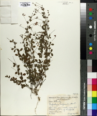 Lespedeza repens image