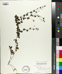 Lespedeza repens image