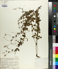 Lespedeza repens image