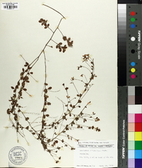 Lespedeza repens image